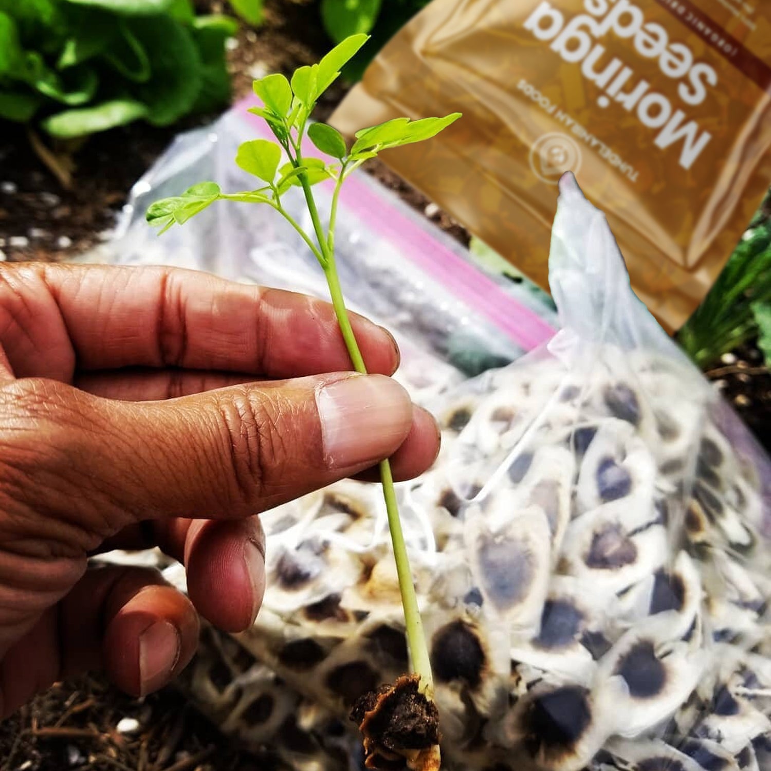 Premium Moringa Seeds | 200g